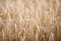 Ripe barley lat. Hordeum on a field