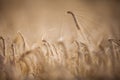 Ripe barley lat. Hordeum on a field