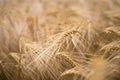 Ripe barley (lat. Hordeum) Royalty Free Stock Photo