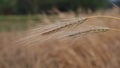 Ripe Barley\'s ears with Blurry Background