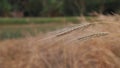 Ripe Barley\'s ears with Blurry Background