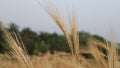 Ripe Barley\'s ears with Blurry Background