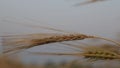 Ripe Barley\'s ears with Blurry Background