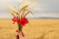 Ripe barley stalks and red common poppy flower in human hand in front of a golden field in the summer harvest season