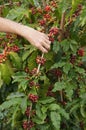 Ripe beans ready for harvest