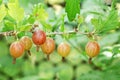 Ripe beautiful gooseberries berries on branch. Red berry with green leaves in garden, close up Royalty Free Stock Photo