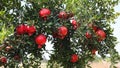 Ripe beautiful healthy pomegranate fruits on a tree branch