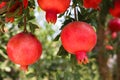 Ripe beautiful healthy pomegranate fruits on a tree branch