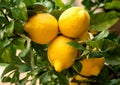 Ripe beautiful lemons tree