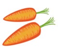 Ripe beautiful red vegetable. Juicy tasty carrots, a source of useful vitamins. Color picture. Vector illustration