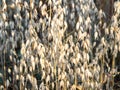 Ripe beige braids ripe oats on the field Royalty Free Stock Photo