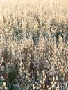 Ripe beige braids ripe oats on the field Royalty Free Stock Photo
