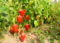 Ripe bell pepper planting in the garden. Growing, harvesting red bell peppers Royalty Free Stock Photo