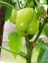 A vegetable family on the branches of a peppeGrowing green pepper. Green pepper plant in greenhouse. Plant of growing green pepper Royalty Free Stock Photo