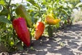 Ripe bell peppers growing in the garden. Orange and green pepper Royalty Free Stock Photo