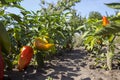 Ripe bell peppers growing in the garden. Orange and green pepper Royalty Free Stock Photo