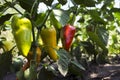 Ripe bell peppers growing in the garden. Orange and green pepper Royalty Free Stock Photo