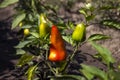 Ripe bell peppers growing in the garden. Orange and green pepper Royalty Free Stock Photo