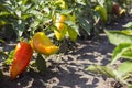 Ripe bell peppers growing in the garden. Orange and green pepper Royalty Free Stock Photo