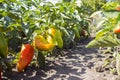 Ripe bell peppers growing in the garden. Orange and green pepper Royalty Free Stock Photo