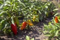 Ripe bell peppers growing in the garden. Orange and green pepper Royalty Free Stock Photo