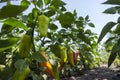 Ripe bell peppers growing in the garden. Orange and green pepper Royalty Free Stock Photo