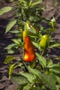 Ripe bell peppers growing in the garden. Orange and green pepper Royalty Free Stock Photo