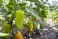 Ripe bell peppers growing in the garden. Orange and green pepper Royalty Free Stock Photo