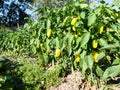 Ripe bell peppers in home garden in summer Royalty Free Stock Photo
