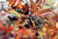 Ripe berries of barberry aronia black chokeberry in autumn garden