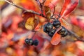 Ripe berries of barberry aronia black chokeberry in autumn garden