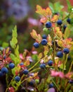 Ripe berries of bilberry grow in forest. Bilberry-bush growing in forest. Blueberry in wood. Harvesting whortleberries