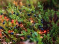 Ripe berries of bilberry grow in forest. Bilberry-bush growing in forest. Blueberry in wood. Harvesting whortleberries