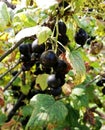 ripe berries of black currant among leaves Royalty Free Stock Photo