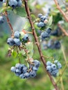 Ripe berries on blueberry bush, selective focus. Fruit clusters. Rich berry harvest, vertical format