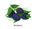 Ripe berries bunch blackberry with stem and leaf. Royalty Free Stock Photo