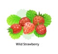 Ripe berries bunch wild strawberry with green leaf Royalty Free Stock Photo