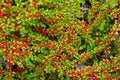 Ripe berries on the bush as a background. Harvest time in autumn. Healthy nutrition. Vitamins in berries.