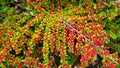 Ripe berries on the bush as a background. Harvest time in autumn. Healthy nutrition. Vitamins in berries.