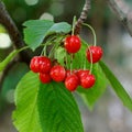 Ripe berries cherries hand on a branch in an orchard