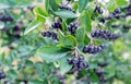 Ripe berries of chokeberry or aronia melanocarp on a tree branch Royalty Free Stock Photo