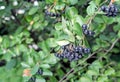 Ripe berries of chokeberry or aronia melanocarp on a tree branch Royalty Free Stock Photo
