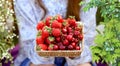 Ripe berries close-up strawberry and cherry on a wicker plate a young girl holds in her hands on nature in the summer. Vitamins Royalty Free Stock Photo