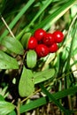 The ripe berries of cowberries.