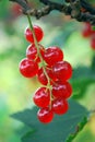 The ripe berries of cowberries.