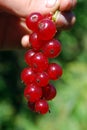 The ripe berries of cowberries.