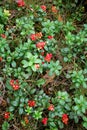 The ripe berries of cowberries