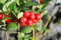 The ripe berries of cowberries