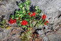 The ripe berries of cowberries