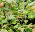 ripe berries of black currant among leaves Royalty Free Stock Photo